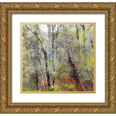 USA-Washington State-Fall City Cottonwoods just budding out in the spring Gold Ornate Wood Framed Art Print with Double Matting by Gulin, Sylvia