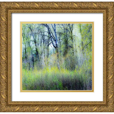 USA-Washington State-Fall City Cottonwoods just budding out in the spring Gold Ornate Wood Framed Art Print with Double Matting by Gulin, Sylvia