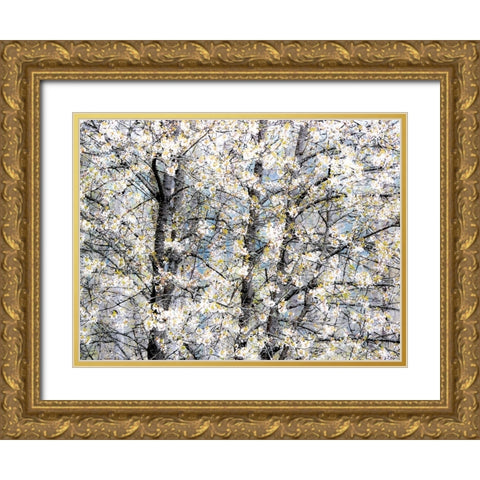 USA-Washington State-Fall City wild cherry springtime blooming Gold Ornate Wood Framed Art Print with Double Matting by Gulin, Sylvia