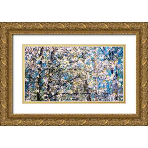 USA-Washington State-Fall City wild cherry springtime blooming Gold Ornate Wood Framed Art Print with Double Matting by Gulin, Sylvia