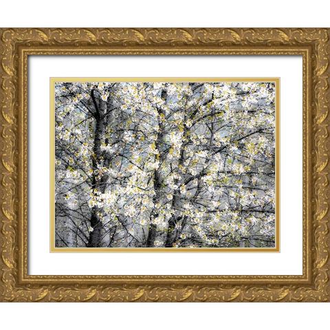 USA-Washington State-Fall City wild cherry springtime blooming Gold Ornate Wood Framed Art Print with Double Matting by Gulin, Sylvia