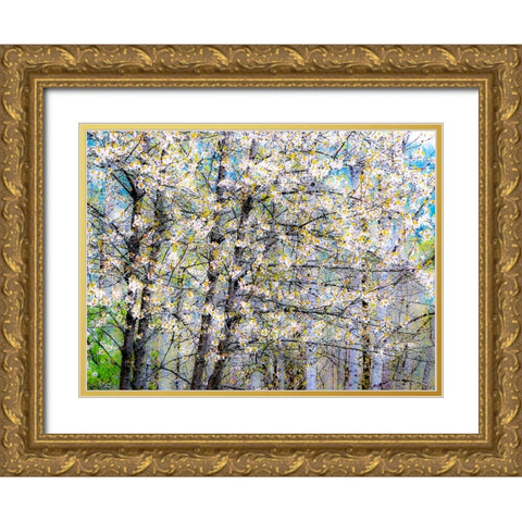 USA-Washington State-Fall City wild cherry springtime blooming Gold Ornate Wood Framed Art Print with Double Matting by Gulin, Sylvia