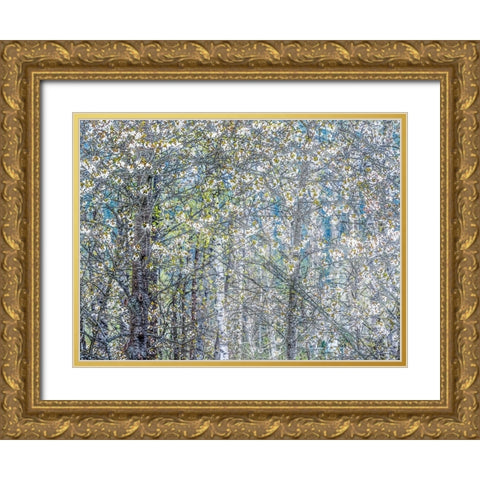 USA-Washington State-Fall City wild cherry springtime blooming Gold Ornate Wood Framed Art Print with Double Matting by Gulin, Sylvia