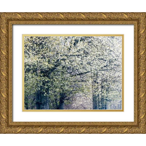 USA-Washington State-Fall City wild cherry springtime blooming Gold Ornate Wood Framed Art Print with Double Matting by Gulin, Sylvia