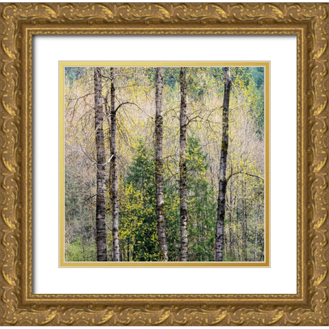 USA-Washington State-Fall City Cottonwoods just budding out in the spring along the Snoqualmie River Gold Ornate Wood Framed Art Print with Double Matting by Gulin, Sylvia