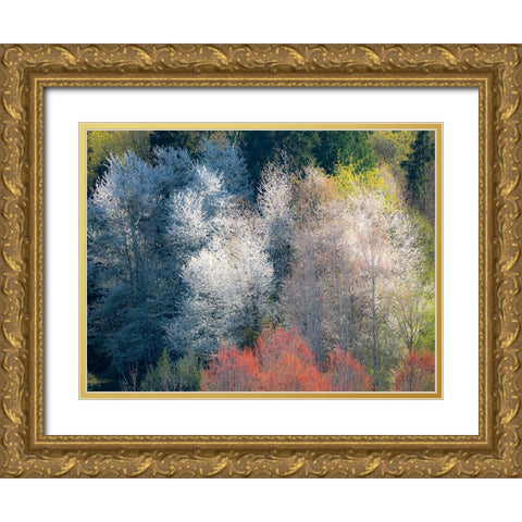 USA-Washington State-Fall City wild cherry springtime blooming Gold Ornate Wood Framed Art Print with Double Matting by Gulin, Sylvia