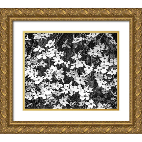 USA-Washington State-Pacific Northwest Sammamish White Dogwood blooming early spring Gold Ornate Wood Framed Art Print with Double Matting by Gulin, Sylvia