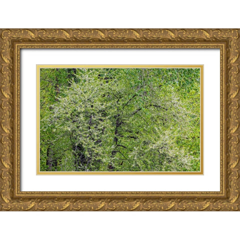USA-Washington State-Pacific Northwest-Fall City springtime and flowering wild Cherry Gold Ornate Wood Framed Art Print with Double Matting by Gulin, Sylvia
