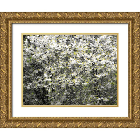 USA-Washington State-Pacific Northwest-Fall City springtime and flowering wild Cherry Gold Ornate Wood Framed Art Print with Double Matting by Gulin, Sylvia
