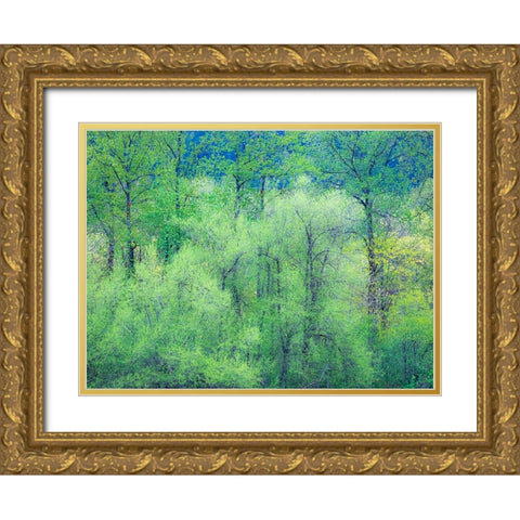 USA-Washington State-Pacific Northwest Preston and just leafing out Cottonwoods Gold Ornate Wood Framed Art Print with Double Matting by Gulin, Sylvia