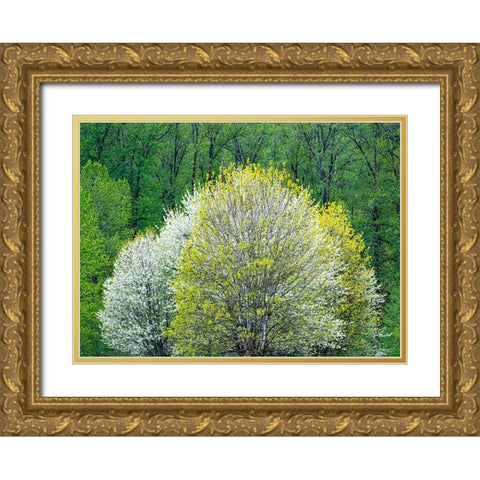 USA-Washington State-Pacific Northwest-Fall City springtime and flowering wild Cherry Gold Ornate Wood Framed Art Print with Double Matting by Gulin, Sylvia