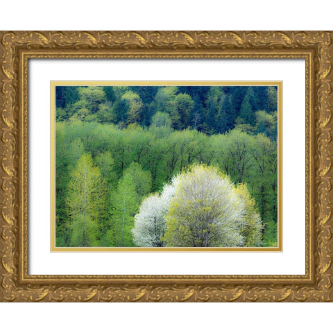 USA-Washington State-Pacific Northwest-Fall City springtime and flowering wild Cherry Gold Ornate Wood Framed Art Print with Double Matting by Gulin, Sylvia