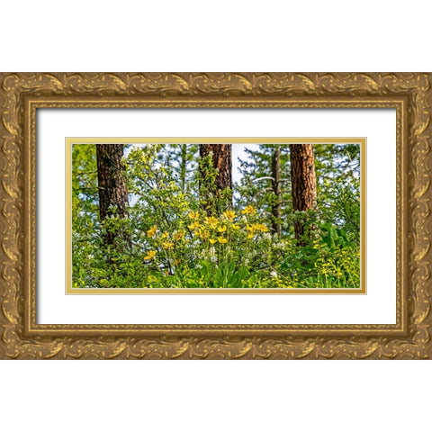 USA-Washington State-Leavenworth Balsamroot blooming amongst Ponderosa Pine Gold Ornate Wood Framed Art Print with Double Matting by Gulin, Sylvia