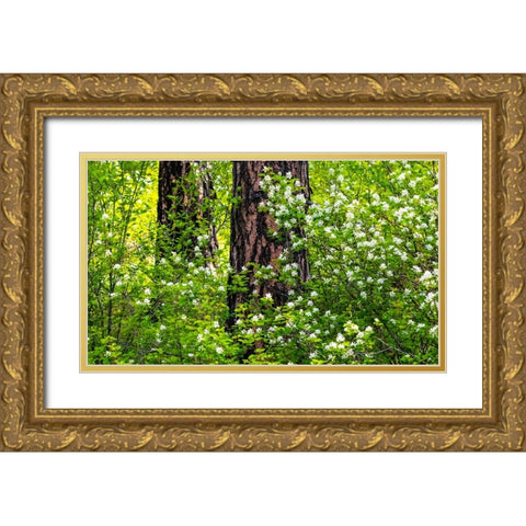 USA-Washington State-Leavenworth white flowering bush amongst Ponderosa Pine Gold Ornate Wood Framed Art Print with Double Matting by Gulin, Sylvia