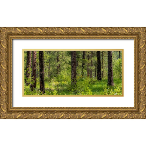 USA-Washington State-Leavenworth Balsamroot blooming amongst Ponderosa Pine Gold Ornate Wood Framed Art Print with Double Matting by Gulin, Sylvia