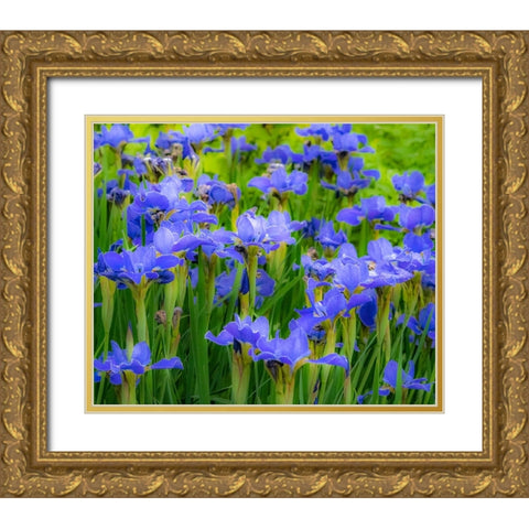 USA-Washington State-Pacific Northwest-Bellevue and the Bellevue Botanical Gardens springtime Gold Ornate Wood Framed Art Print with Double Matting by Gulin, Sylvia