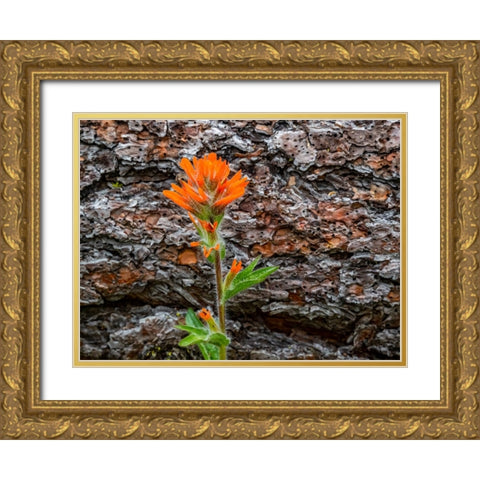 USA-Washington State-Table Mountain eastern Cascade Mountains Indian Paint Brush Gold Ornate Wood Framed Art Print with Double Matting by Gulin, Sylvia