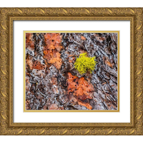 USA-Washington State-Table Mountain eastern Cascade Mountains Ponderosa Pine Bark Gold Ornate Wood Framed Art Print with Double Matting by Gulin, Sylvia