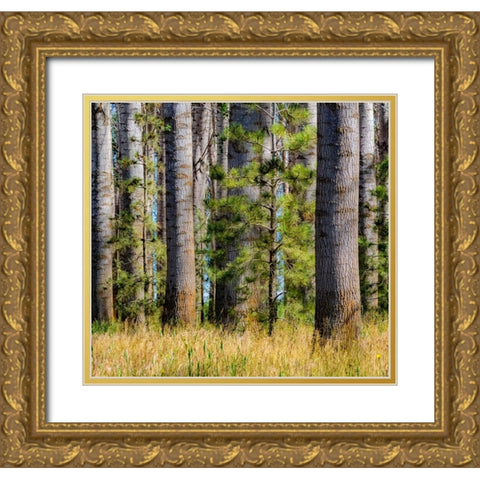 USA-Washington State-Othello grove of trees along Highway 26 Gold Ornate Wood Framed Art Print with Double Matting by Gulin, Sylvia