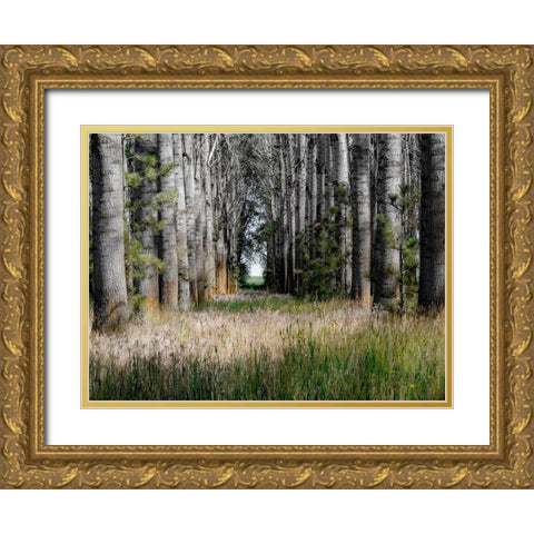USA-Washington State-Othello grove of trees along Highway 26 Gold Ornate Wood Framed Art Print with Double Matting by Gulin, Sylvia