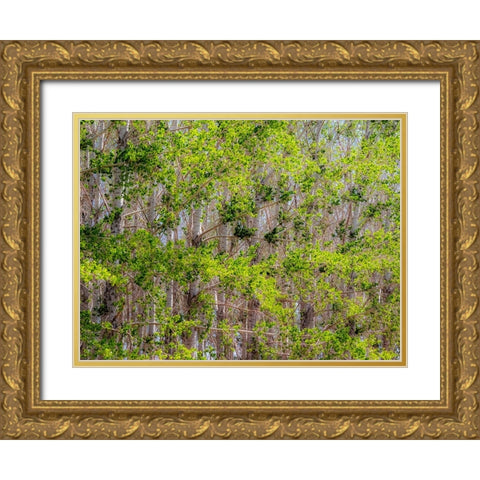 USA-Washington State-Othello grove of trees along Highway 26 Gold Ornate Wood Framed Art Print with Double Matting by Gulin, Sylvia
