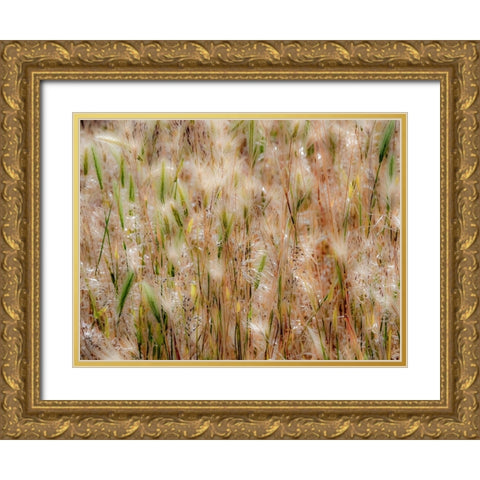 USA-Washington State-Benge Dried grass seed heads Gold Ornate Wood Framed Art Print with Double Matting by Gulin, Sylvia