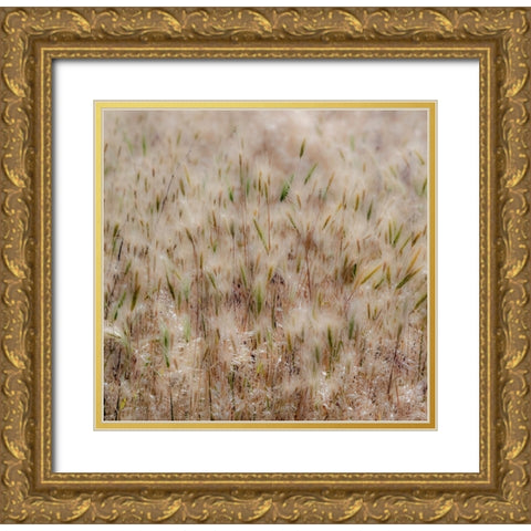 USA-Washington State-Benge Dried grass seed heads Gold Ornate Wood Framed Art Print with Double Matting by Gulin, Sylvia