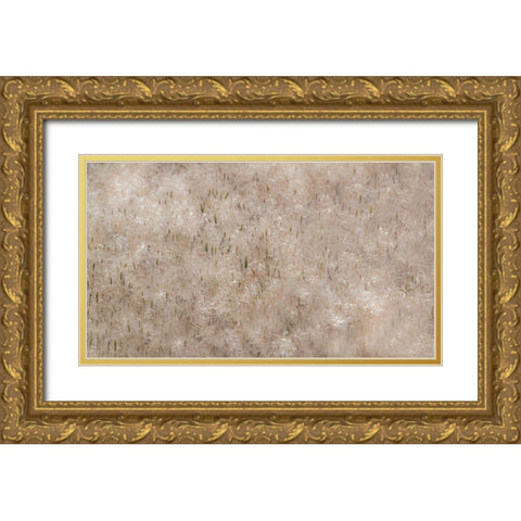 USA-Washington State-Benge Dried grass seed heads Gold Ornate Wood Framed Art Print with Double Matting by Gulin, Sylvia