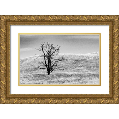 USA-Washington State-Eastern Washington-Benge With lone dead tree in field of grasses Gold Ornate Wood Framed Art Print with Double Matting by Gulin, Sylvia