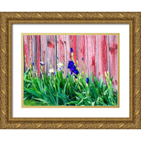 USA-Washington State-Kamiak Butte-Palouse Bearded Iris along side a wooden barn Gold Ornate Wood Framed Art Print with Double Matting by Gulin, Sylvia