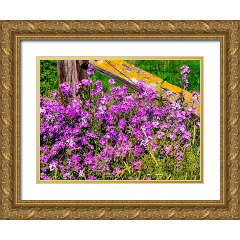 USA-Washington State-Palouse Lichen covered fence post surrounded by dollar plant flowers Gold Ornate Wood Framed Art Print with Double Matting by Gulin, Sylvia