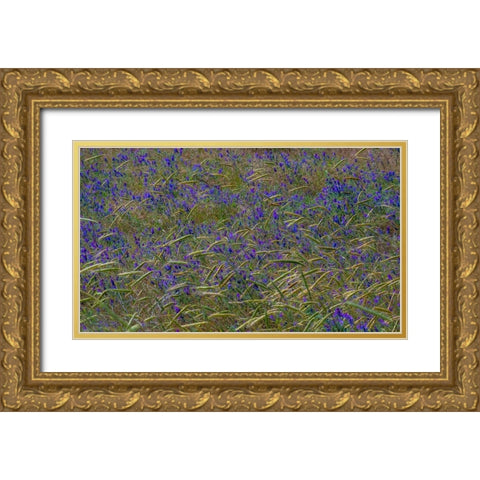 USA-Washington State-Benge Purple vetch in field Gold Ornate Wood Framed Art Print with Double Matting by Gulin, Sylvia