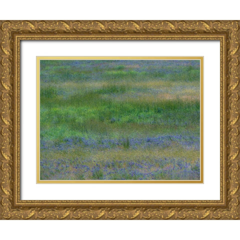 USA-Washington State-Benge Purple vetch in field Gold Ornate Wood Framed Art Print with Double Matting by Gulin, Sylvia