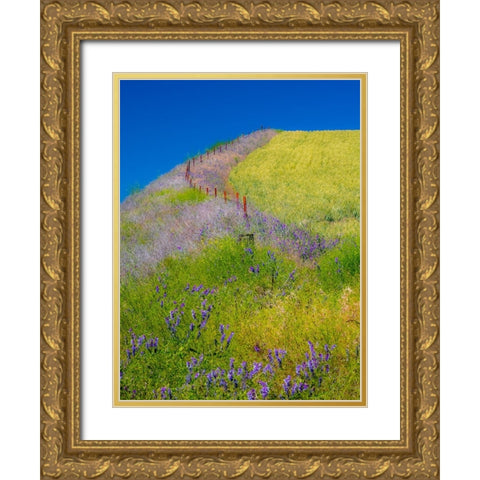 USA-Washington State-Winona winter wheat with fence line and foreground of vetch Gold Ornate Wood Framed Art Print with Double Matting by Gulin, Sylvia