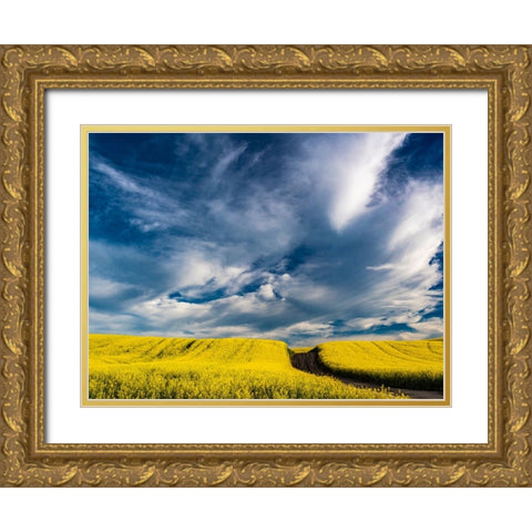 USA-Washington State-Palouse canola fields in yellow with dirt road Gold Ornate Wood Framed Art Print with Double Matting by Gulin, Sylvia
