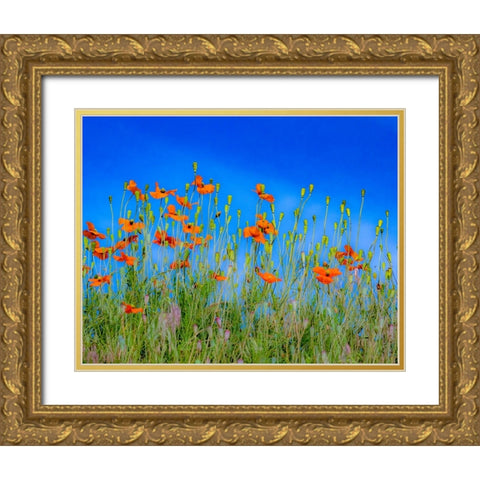 USA-Washington State-Palouse and field of red poppies Gold Ornate Wood Framed Art Print with Double Matting by Gulin, Sylvia
