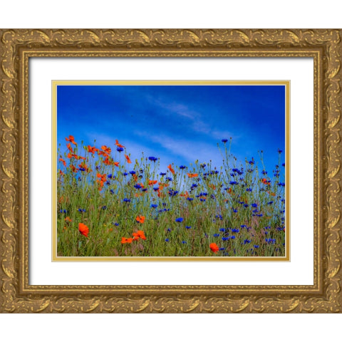 USA-Washington State-Palouse springtime with red poppies and bachelor buttons Gold Ornate Wood Framed Art Print with Double Matting by Gulin, Sylvia