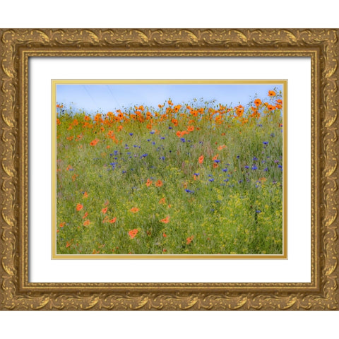 USA-Washington State-Palouse springtime with red poppies and bachelor buttons Gold Ornate Wood Framed Art Print with Double Matting by Gulin, Sylvia