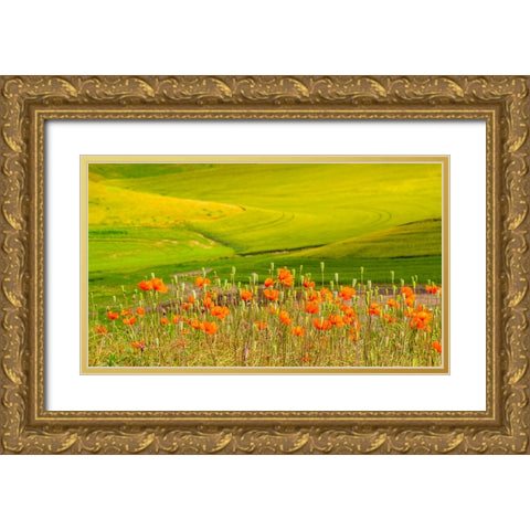 USA-Washington State-Palouse red poppies and yellow canola with landscape of wheat fields Gold Ornate Wood Framed Art Print with Double Matting by Gulin, Sylvia