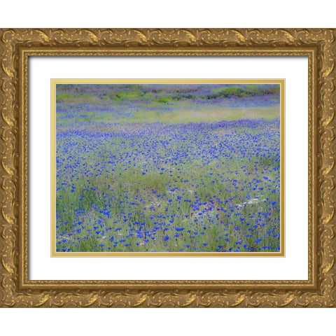 USA-Washington State-Palouse blue bachelor buttons in large field near Winona Gold Ornate Wood Framed Art Print with Double Matting by Gulin, Sylvia