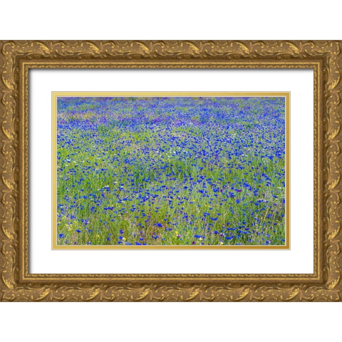 USA-Washington State-Palouse blue bachelor buttons in large field near Winona Gold Ornate Wood Framed Art Print with Double Matting by Gulin, Sylvia