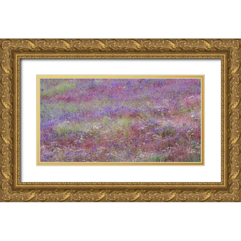 USA-Washington State-Palouse vetch growing along road near Winona Gold Ornate Wood Framed Art Print with Double Matting by Gulin, Sylvia