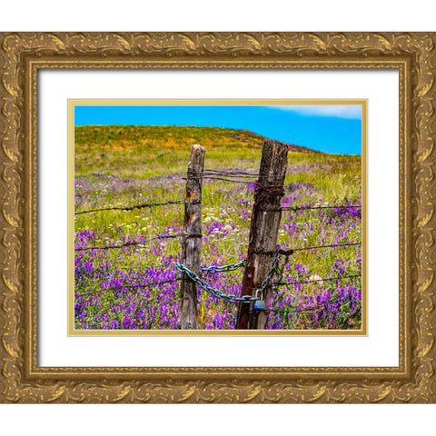 USA-Washington State-Benge and field of vetch blooming with wooden fenced gate and lock Gold Ornate Wood Framed Art Print with Double Matting by Gulin, Sylvia