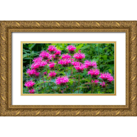 USA-Washington State-Sammamish and our garden with pink Bee Balm Gold Ornate Wood Framed Art Print with Double Matting by Gulin, Sylvia