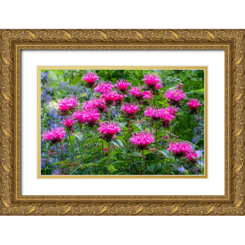 USA-Washington State-Sammamish and our garden with pink Bee Balm Gold Ornate Wood Framed Art Print with Double Matting by Gulin, Sylvia