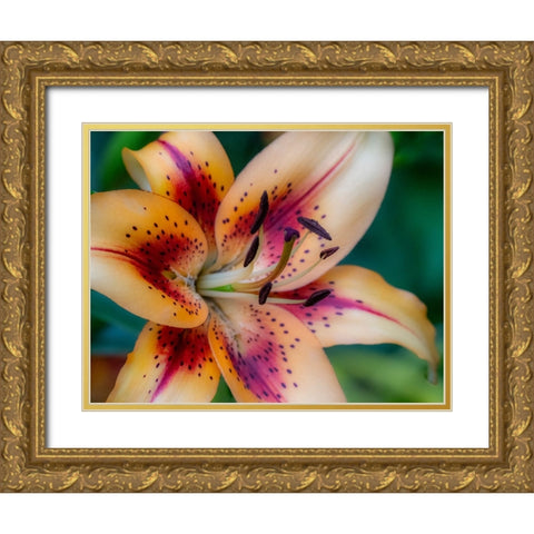 USA-Washington State-Pacific Northwest Sammamish Asiatic Lily close up Gold Ornate Wood Framed Art Print with Double Matting by Gulin, Sylvia