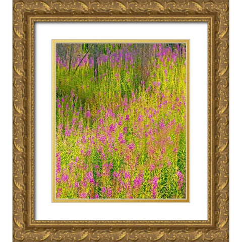 USA-Washington State-burnt forest and fire weed along Lake Cle Elum Washington Cascades Gold Ornate Wood Framed Art Print with Double Matting by Gulin, Sylvia
