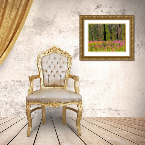 USA-Washington State-burnt forest and fire weed along Lake Cle Elum Washington Cascades Gold Ornate Wood Framed Art Print with Double Matting by Gulin, Sylvia