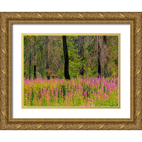 USA-Washington State-burnt forest and fire weed along Lake Cle Elum Washington Cascades Gold Ornate Wood Framed Art Print with Double Matting by Gulin, Sylvia