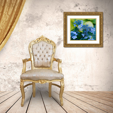 USA-Washington State-Pacific Northwest-Sammamish blue Hydrangea in our garden Gold Ornate Wood Framed Art Print with Double Matting by Gulin, Sylvia